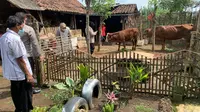 Tim Kesehatan Hewan Ternak Pemkot Malang memeriksa kondisi hewan ternak milik&nbsp;peternak di Lesanpuro, Kota Malang, setelah ada laporan sapi&nbsp;terjangkit PMK (Kominfo Kota Malang)
