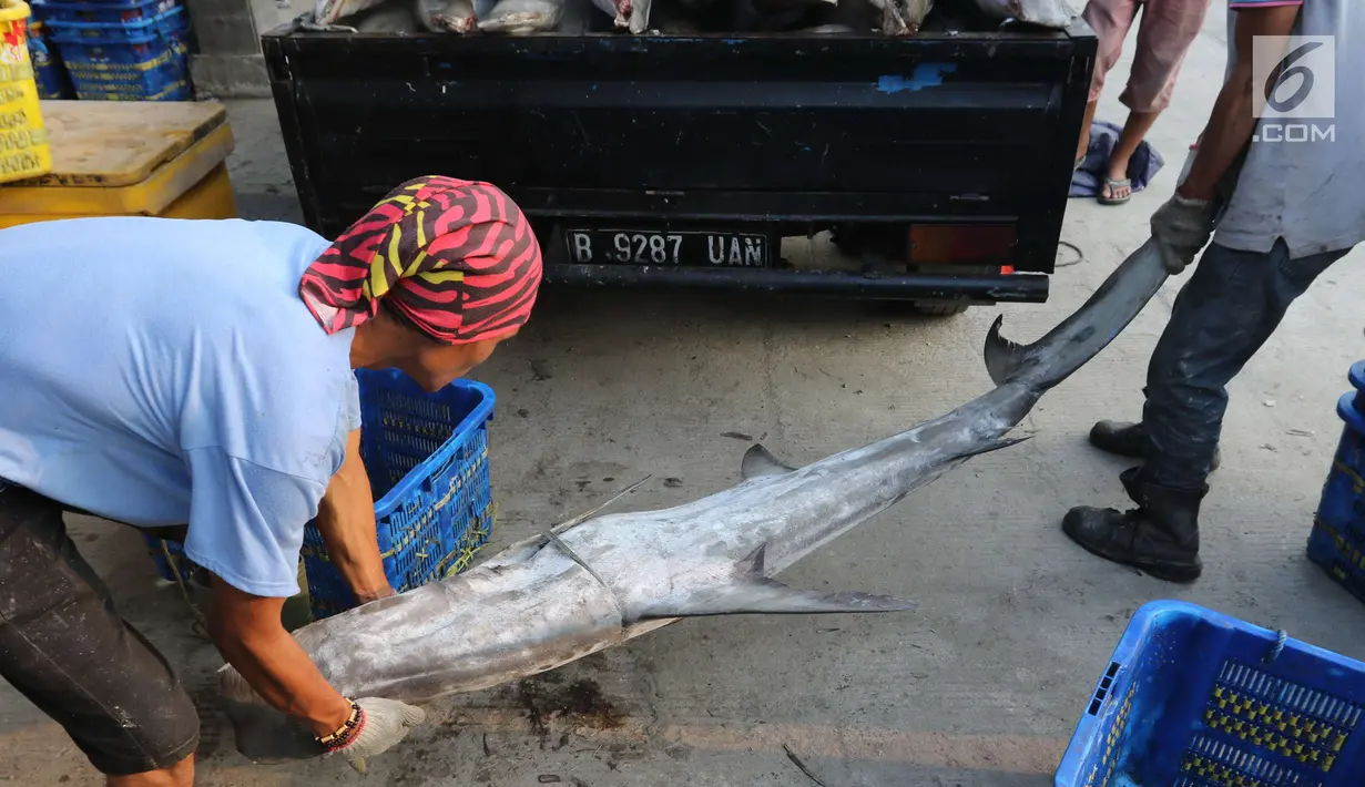 Pekerja tengah menurunkan ikan hiu di Muara Angke, Jakarta, Kamis (7/6). Ekosistem hiu saat ini tidak sebanding dengan yang diambil untuk perikanan tangkap. (Liputan6.com/Angga Yuniar)