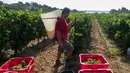 Pekerja mengumpulkan anggur muscat selama musim panen pertama di kebun anggur di Fitou, Prancis (7/8). (AFP Photo/Raymond Roig)