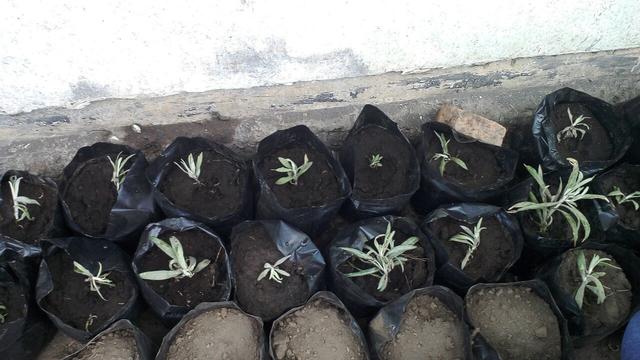 Misi Jaga Edelweiss Tetap Abadi di Gunung Bromo