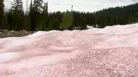 Fenomena salju semangka di Utah menarik perhatian para pengunjung. (Tangkapan layar YouTube ABC4 Utah)