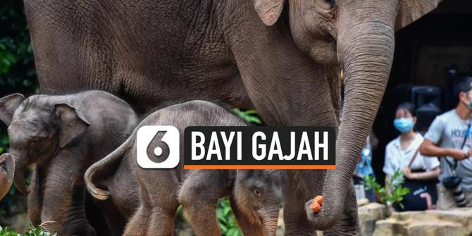 VIDEO: Gemas, 2 Bayi Gajah Asia Lahir di Taman Safari Chimelong