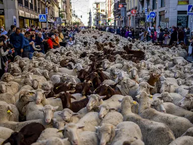 Kawanan domba dipandu melalui pusat Kota Madrid, Spanyol, Minggu (24/10/2021). Para gembala memandu domba melewati jalan-jalan Madrid untuk membela hak penggembalaan dan migrasi kuno yang semakin terancam oleh urban sprawl dan praktik pertanian modern. (AP Photo/Manu Fernandez)