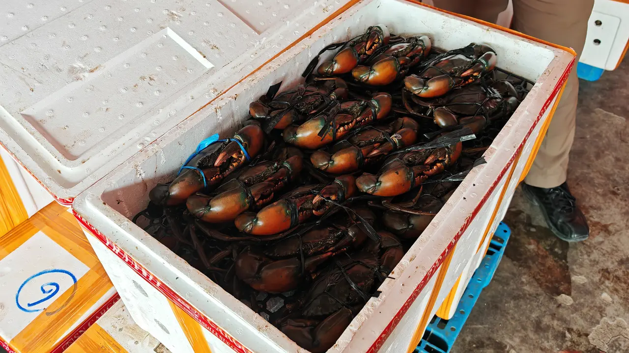 Sebanyak 4.290 kilogram kepiting karaka hasil tangkapan nelayan lokal diekspor ke Malaysia dan Singapura. (Istimewa)