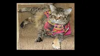 Berkat Promosi di Media, Kucing Berwajah Sedih Ini Diadopsi