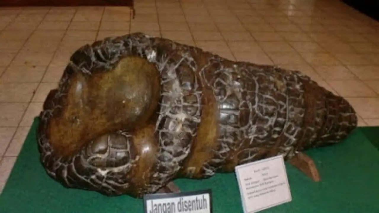 Batu Keong hingga Pelindung Miss V, Koleksi Antik Museum Riau