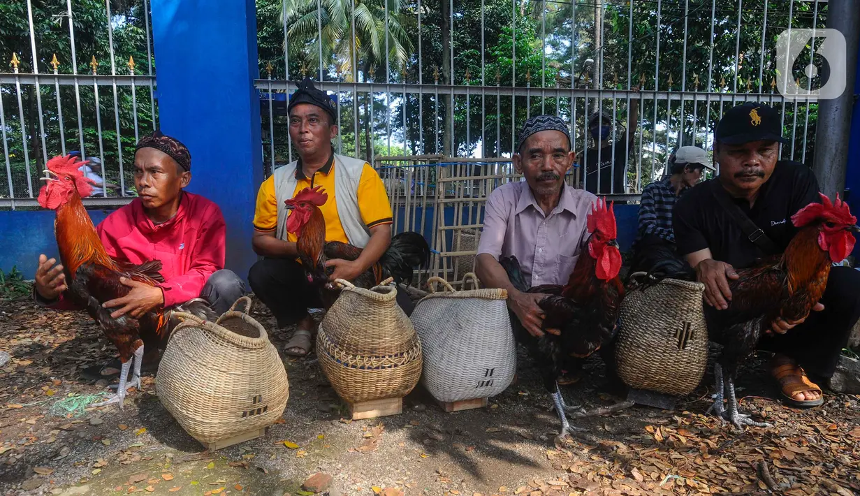 Kontes ini diikuti ratusan ayam pelung yang berasal dari kota-kota di Jawa Barat. (merdeka.com/Arie Basuki)