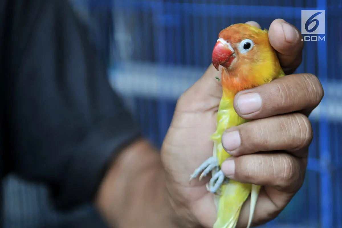 Lovebird Kusumo dan Burung-Burung Legenda yang Jadi Incaran