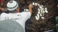 Warga menemukan telur buaya di perkebunan setelah mengevakuasi induk buaya. (Liputan6.com/Istimewa)