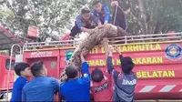 Petugas Damkarmat Lampung Selatan saat mengevakuasi buaya sepanjang 3,5 meter. Foto (Damkar Lampung Selatan)