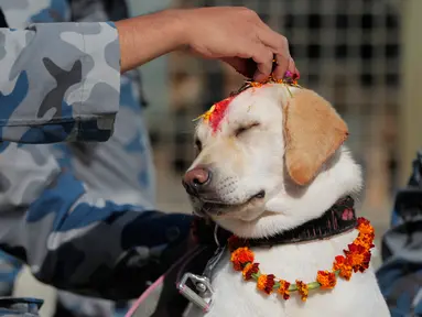 Personel kepolisian menaruh bubuk vermillion di dahi anjing polisi selama perayaan Tihar di Kathmandu, Minggu (27/10/2019). Festival ini merupakan bagian dari Festival Umat Hindu di Nepal, atau yang lebih akrab dikenal dengan sebutan Deepawali. (AP/Niranjan Shrestha)