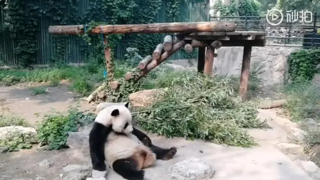 Pengunjung di Cina Lempar Batu ke Panda