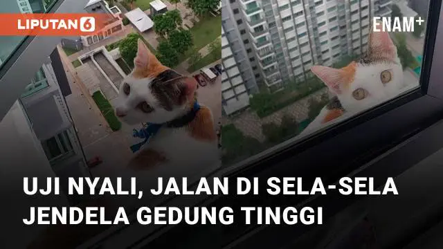 Aksi seekor kucing uji nyali di sela-sela jendela gedung tinggi bikin ngeri