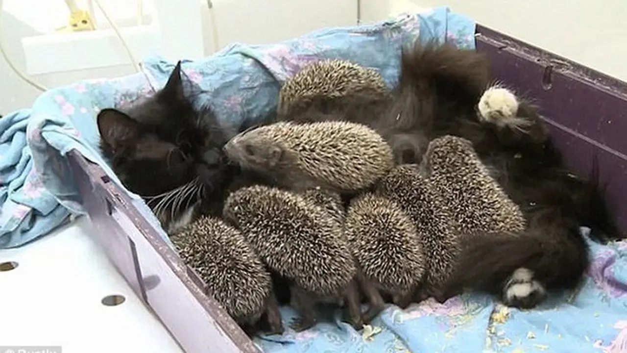Unik, Kucing Ini Jadi Ibu Asuh 8 Anak Landak yang Induknya Mati