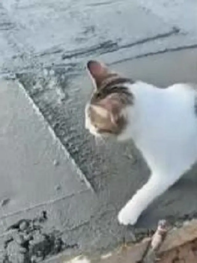 6 Tingkah Kucing Jalan Santai di Atas Cor Basah Ini Bikin Kuli Bangunan Meringis
