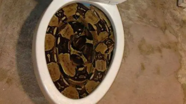 6 Momen Ngeri Ular Piton Muncul di WC, Gagal BAB