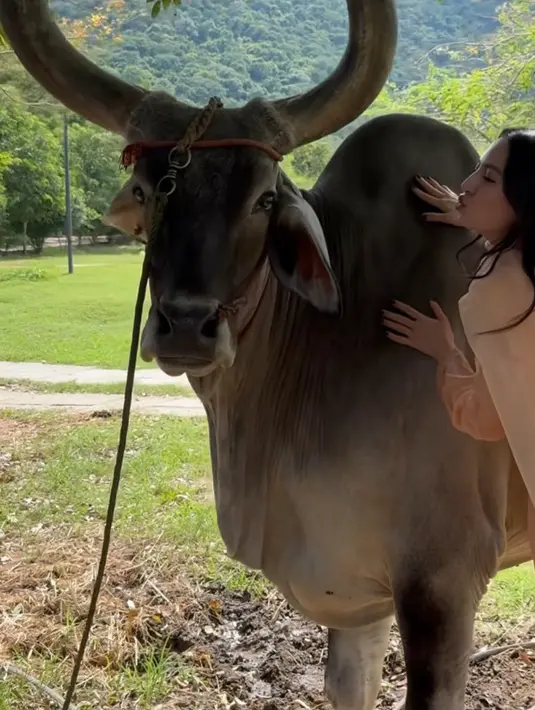 Pakaian serba orange tersebut pun dikenakan saat ia bertemu dengan sapi berukuran besar. Lengkap dengan selendang warna senada. [@ralineshah]