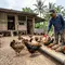 10 Tips Ayam Kampung Cepat Bertelur dan Sehat, dari Pakan hingga Kandang