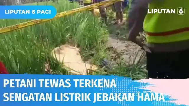 VIDEO: Niat Jebak Tikus dengan Sengatan Listrik, Petani Ini Justru Tewas Kena Jebakan Sendiri