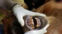 Di tubuh indukan orangutan yang buta itu bersarang tiga peluru. (Liputan6.com/Reza Efendi)