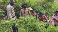 Polisi kembali temukan ladang ganja di lereng Gunung Semeru (Istimewa)