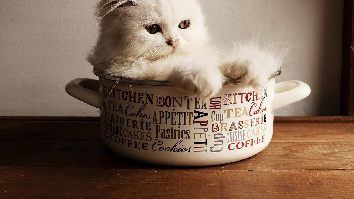 Bulu bagus kucing untuk makanan yang AMPUH! Makanan