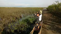 Pesona Pagi Burung Migran Membius 2 Bocah Sekawan di Danau Limboto