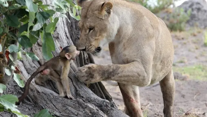 Kisah Pertemuan Bayi Baboon dan Singa dengan Akhir Tak Terduga
