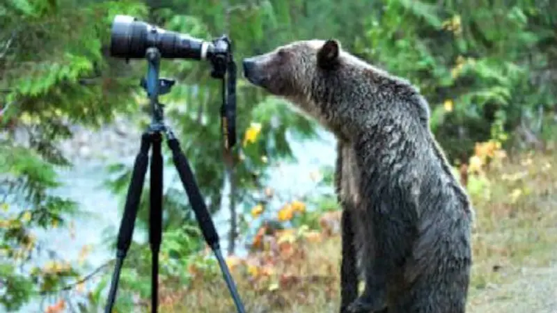 Wow, Beruang Buas Menjadi Fotografer