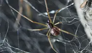Mengenal Huntsman, Laba-laba Tercepat di Dunia