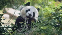 Mereka adalah Xin Bao, panda betina berusia empat tahun, dan Yun Chuan, panda jantan berusia lima tahun. (Sandy Huffaker / AFP)