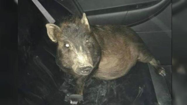 Babi yang mengikuti seorang pejalan kaki di Ohio (North Ridgeville Police Department via Facebook)