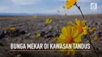 Keindahan Death Valley saat ditumbuhi bunga yang sedang mekar membuat warga keheranan.