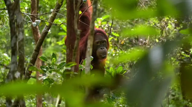 15 Fakta Orangutan Indonesia, Hewan Cerdas Penghuni Hutan Tropis