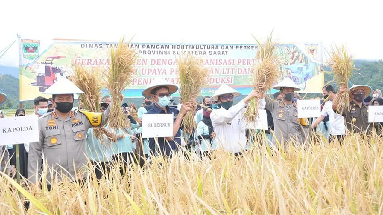 Panen di Sungayang, Gubernur Sumbar: Pertanian Jadi Prioritas Pembangunan