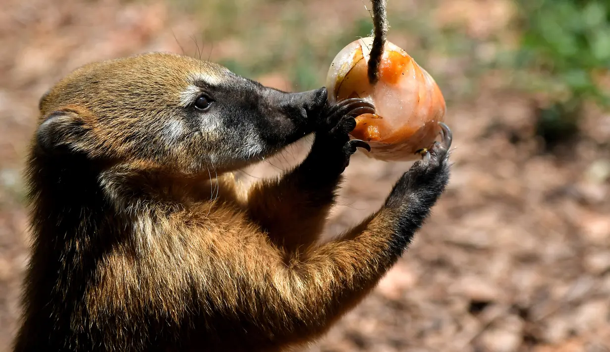 Coati menjilati es untuk mendinginkan diri selama gelombang panas di kebun binatang "Bioparco" di Roma, Italia (25/7). (AFP Photo/Tiziana Fabi)