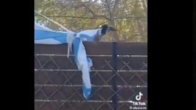 Viral Video Burung Gagak dan Kucing Berusaha Copot Bendera Israel