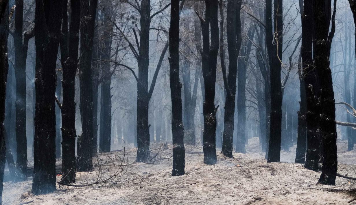 Pemerintah setempat masih melakukan penyelidikan untuk mengidentifikasi pihak yang bertanggung jawab atas munculnya titik api. Tampak dalam foto, pohon-pohon yang hangus terbakar berdiri setelah kebakaran hutan di Epuyen, Patagonia, Argentina, Minggu 11 Januari 2026. (AP Photo/Nicolas Palacios)
