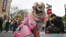 Anjing chihuahua bernama Lola mengenakan kostum pink dan kacamata sebelum mengikuti Parade Halloween Greenwich Village, di New York, Amerika Serikat, Kamis (31/10/2019). (AP Photo/Frank Franklin II)