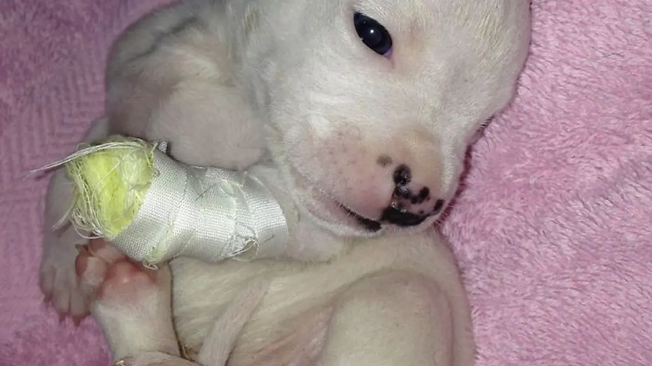 Kisah Nicholas, Anak Anjing yang Kakinya Dimakan Induk Sendiri
