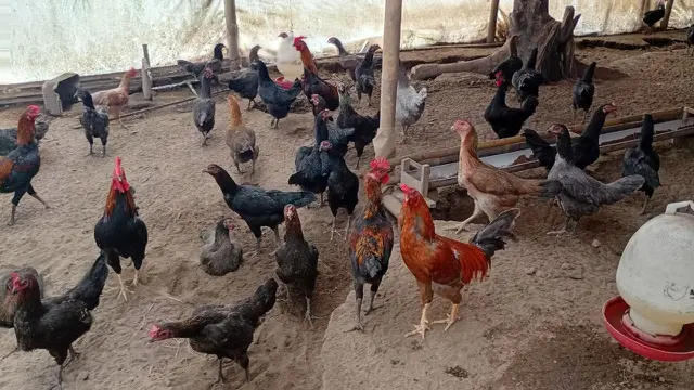 Ladang Kerja yang Luas Menantimu