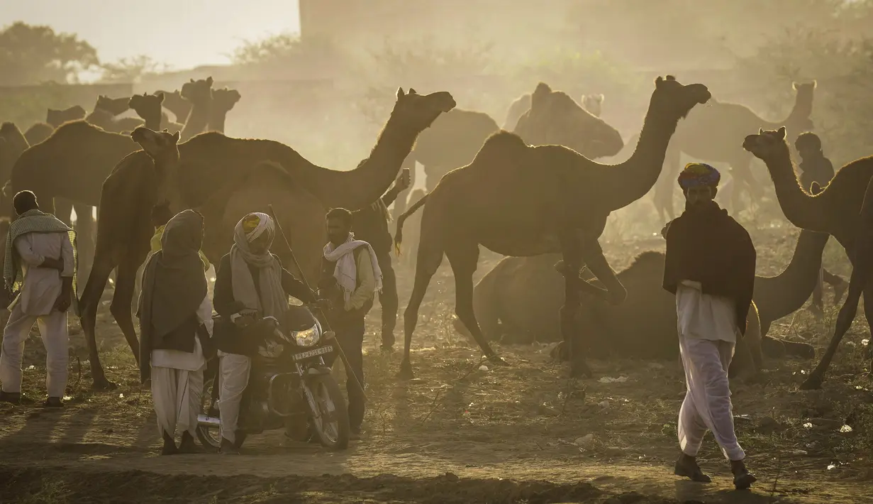 Orang-orang berjalan melewati unta-unta pada pameran ternak tahunan di Pushkar, India, 11 November 2021. Pushkar adalah tempat ziarah Hindu populer yang juga sering dikunjungi oleh turis asing pada pameran ternak tahunannya. (AP Photo/Deepak Sharma)