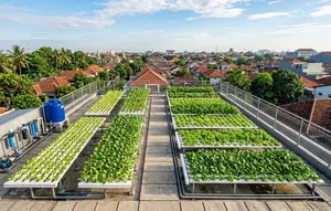 Pertanian Hidroganik, Jurus Jitu Ketahanan Pangan dan Urban Farming di Palu