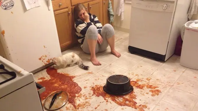 10 Gambar yang Membuktikan Kucing Adalah Makhluk Paling Rusuh