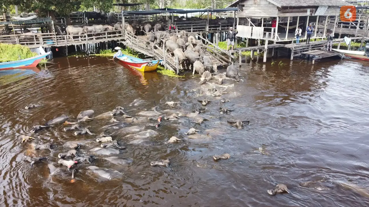 Kerbau Berenang