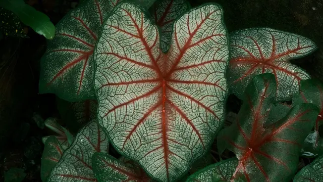 Caladium Bicolor