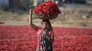 Seorang wanita India melihat ponselnya sambil membawa ember berisi cabai merah di atas kepalanya di lahan pertanian di Desa Shertha, dekat Gandhinagar, 25 Maret 2018. Ribuan cabai menciptakan karpet yang menakjubkan berwarna merah. (AP Photo/Ajit Solanki)