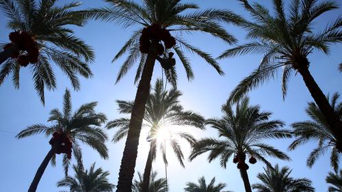 Muhasabah, Kisah Pohon Kurma Menangis Karena Tak lagi Mendengar Dzikir  Rasulullah