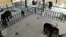Sejumlah gajah tampak bermain di Rumah Sakit Gajah (RSG), di Taman Nasional Way Kambas, Lampung, Kamis (5/11). RSG ini beroperasi untuk merawat gajah yang sakit dan menjadi korban bencana atau konflik manusia (Liputan6.com/Fery Pradolo)