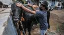 Pekerja memandikan hewan kurban sebelum diperiksa tim dokter dari Sudin KPKP Jakarta Timur di Jalan I Gusti Ngurah Rai, Jakarta, Kamis (15/7/2021). Memasuki Idul Adha, Sudin KPKP Jakarta Timur terus melakukan pemeriksaan kelayakan hewan kurban di 327 lokasi penjualan. (merdeka.com/Iqbal S. Nugroho)